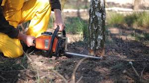 Best Tree Trimming and Pruning  in Thibodaux, LA