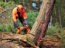 Trusted Thibodaux, LA Tree Services Experts