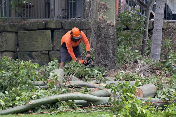 Best Root Management and Removal  in Thibodaux, LA